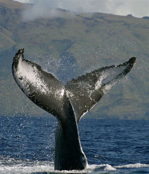 rarecord|Humpback whale makes record migration to find new breeding。